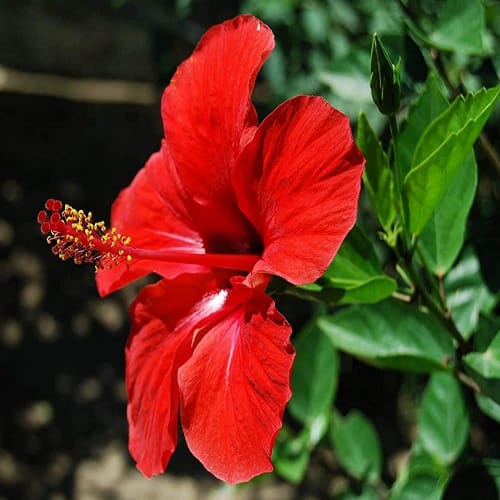 Hybrid Hibiscus Flower Plant | Dwarf and Hybrid Plants