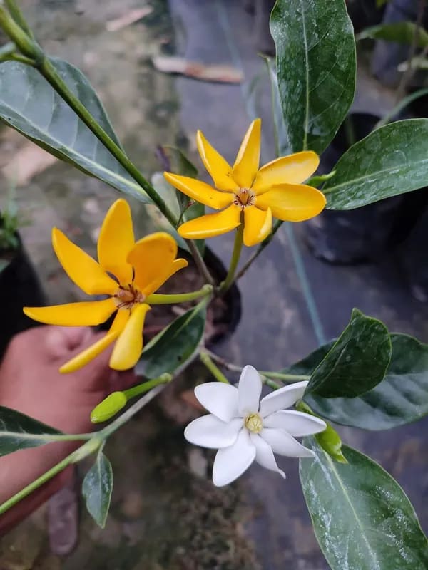 COLOR CHANGING GARDENIA FLOWER PLANT