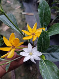 COLOR CHANGING GARDENIA FLOWER PLANT