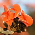 RED PALASH