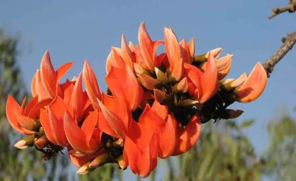 RED PALASH