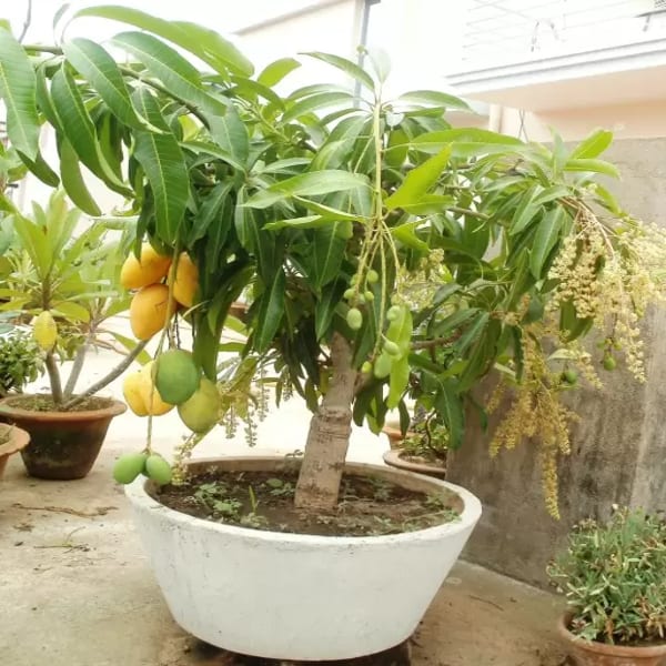 Thai All Time Mango Plant | Dwarf and Hybrid Plants
