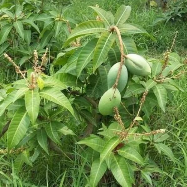 Thai All Time Mango Plant | Dwarf and Hybrid Plants