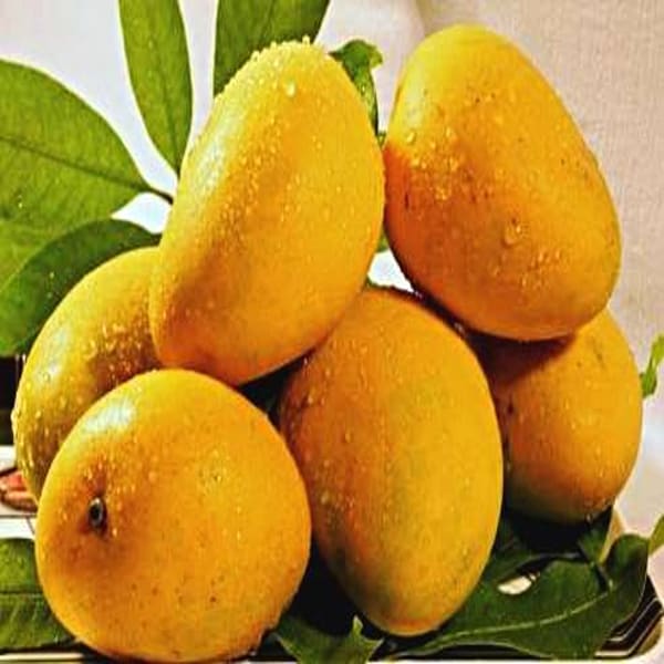 Hapus Mango Plant | Dwarf and Hybrid Plants