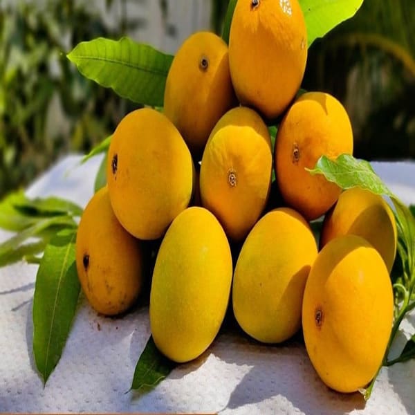 Hapus Mango Plant | Dwarf and Hybrid Plants