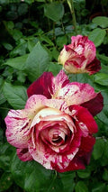 Hybrid Rose Flower Plant | Dwarf and Hybrid Plants