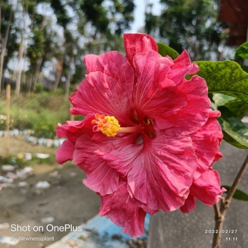 Hybrid Hibiscus Flower Plant | Dwarf and Hybrid Plants