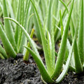 Aloe Vera Plant Whiteout Pot | Indoor And Outdoor Plant | Pack of 1