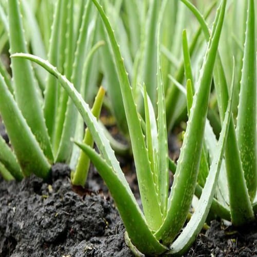 Aloe Vera Plant Whiteout Pot | Indoor And Outdoor Plant | Pack of 1