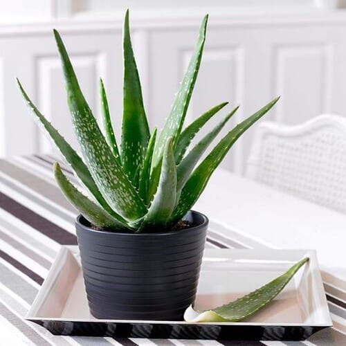 Aloe Vera Plant Whiteout Pot | Indoor And Outdoor Plant | Pack of 1