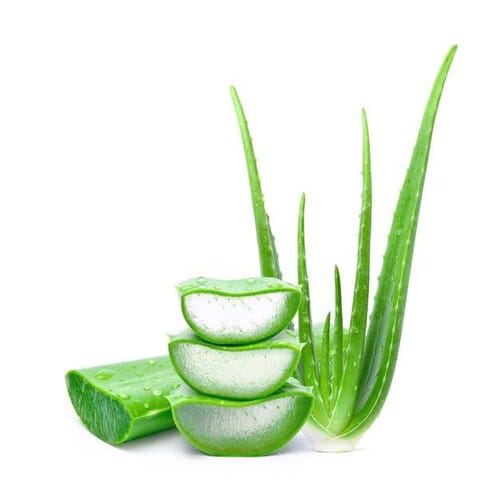 Aloe Vera Plant Whiteout Pot | Indoor And Outdoor Plant | Pack of 1