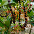 HYBRID RUDRAKHAS PLANT | Dwarf and Hybrid Plants