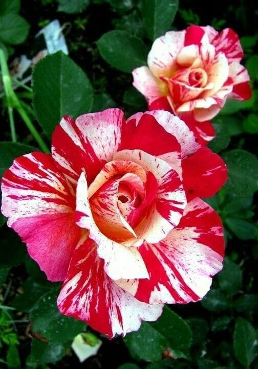 Hybrid Rose Flower Plant | Dwarf and Hybrid Plants