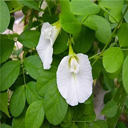 Aparajita white flowring plant
