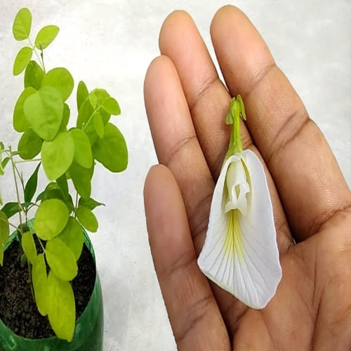 Aparajita white flowring plant