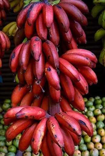 Tissue Culture Red Banana Plant| Dwarf and Hybrid Plants