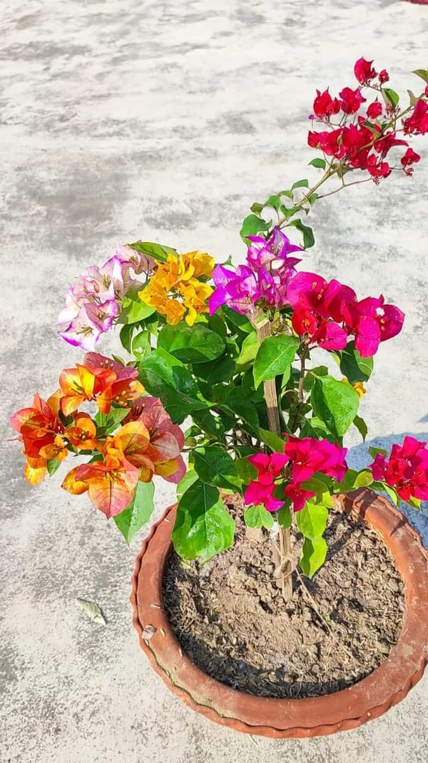 MULTICOLOR THAI BOUGAINVELLIA FLOWER PLANT