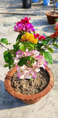 MULTICOLOR THAI BOUGAINVELLIA FLOWER PLANT