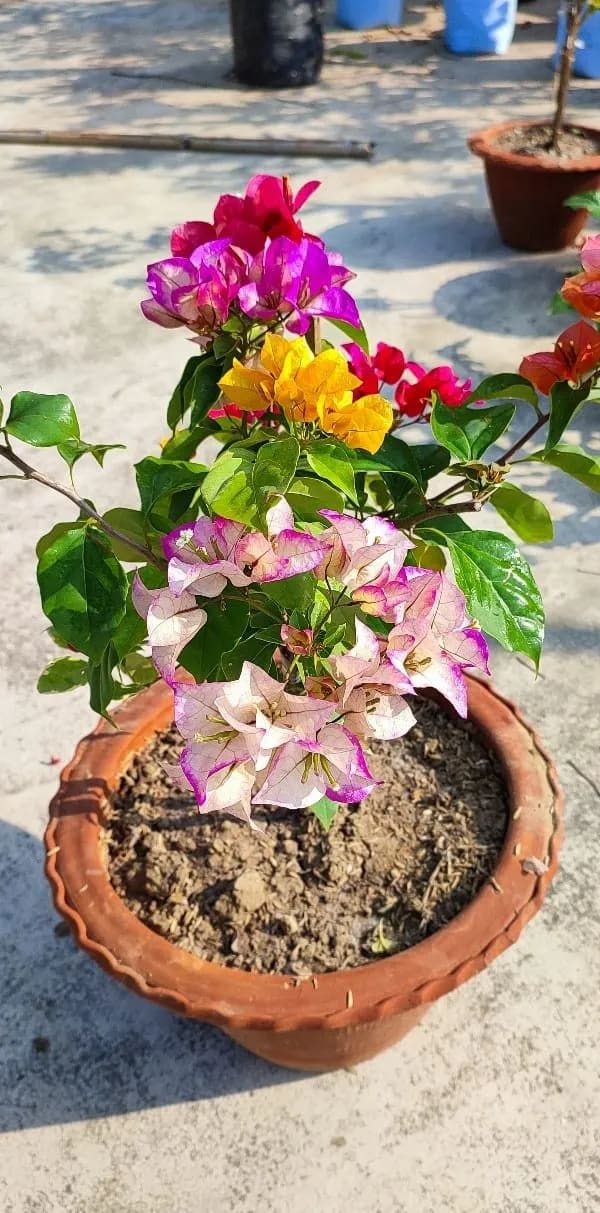 MULTICOLOR THAI BOUGAINVELLIA FLOWER PLANT