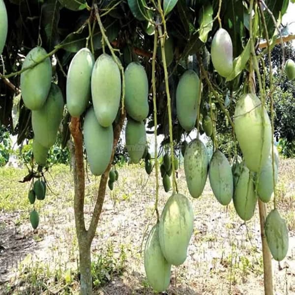 Amrapalli Mango Plant | Dwarf and Hybrid Plants