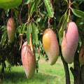 Amrapalli Mango Plant | Dwarf and Hybrid Plants
