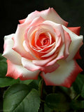 Hybrid Rose Flower Plant | Dwarf and Hybrid Plants