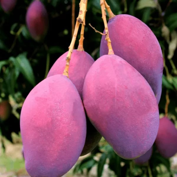 Pulmar Red Mango Plant | Dwarf and Hybrid Plants