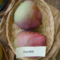 Pulmar Red Mango Plant | Dwarf and Hybrid Plants