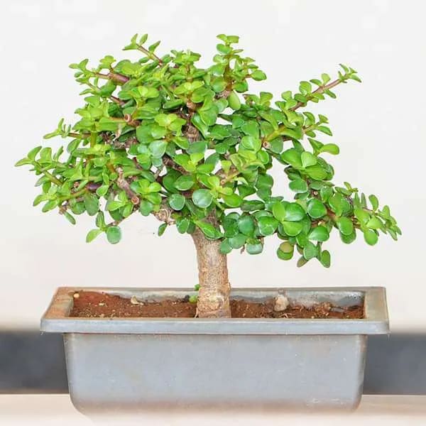 ZADE PLANT