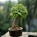 ZADE PLANT