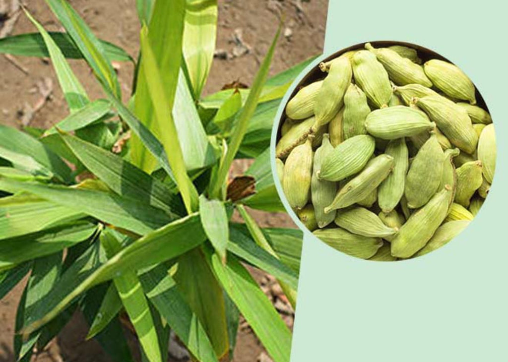 Cardamom Plant | Elaichi Spice Plant | Pack Of 1