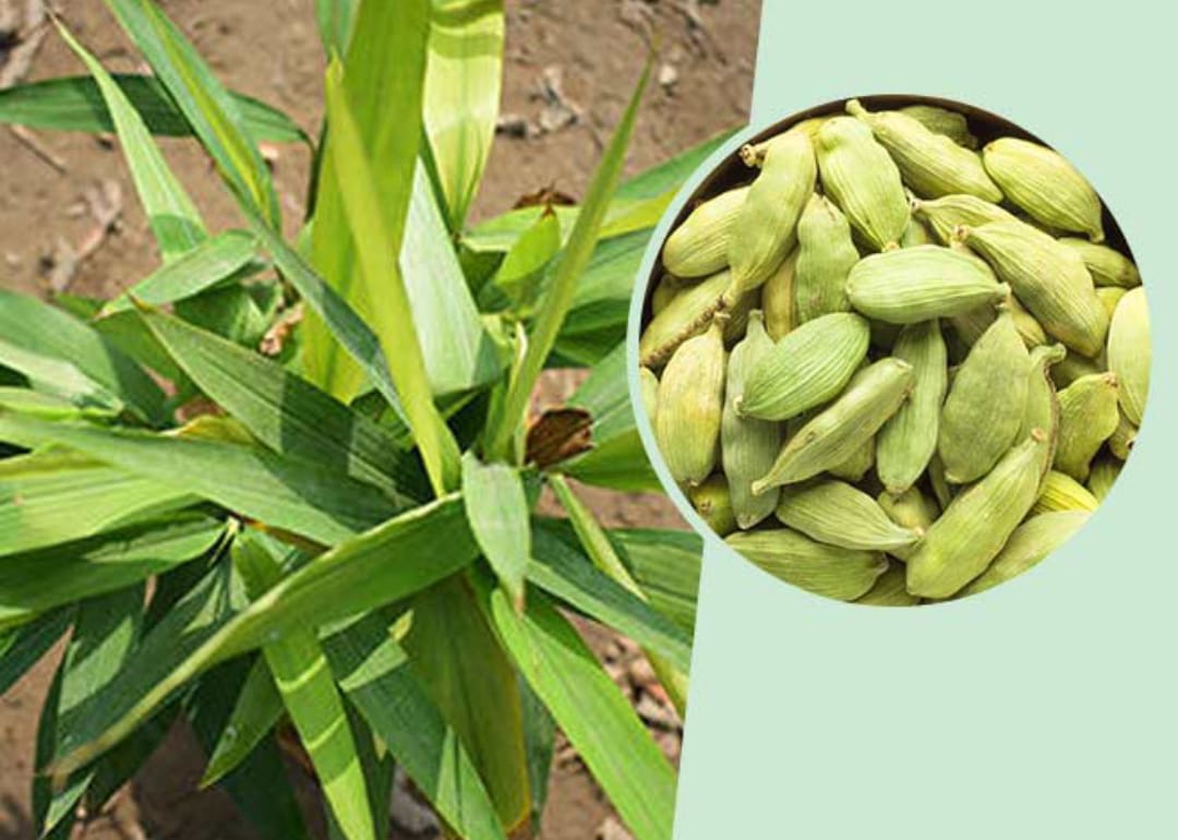 Cardamom Plant | Elaichi Spice Plant | Pack Of 1