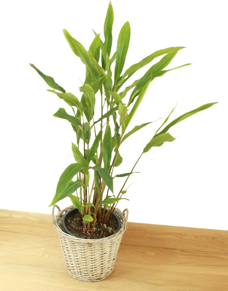 Cardamom Plant | Elaichi Spice Plant | Pack Of 1