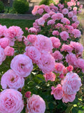 Hybrid Rose Flower Plant | Dwarf and Hybrid Plants