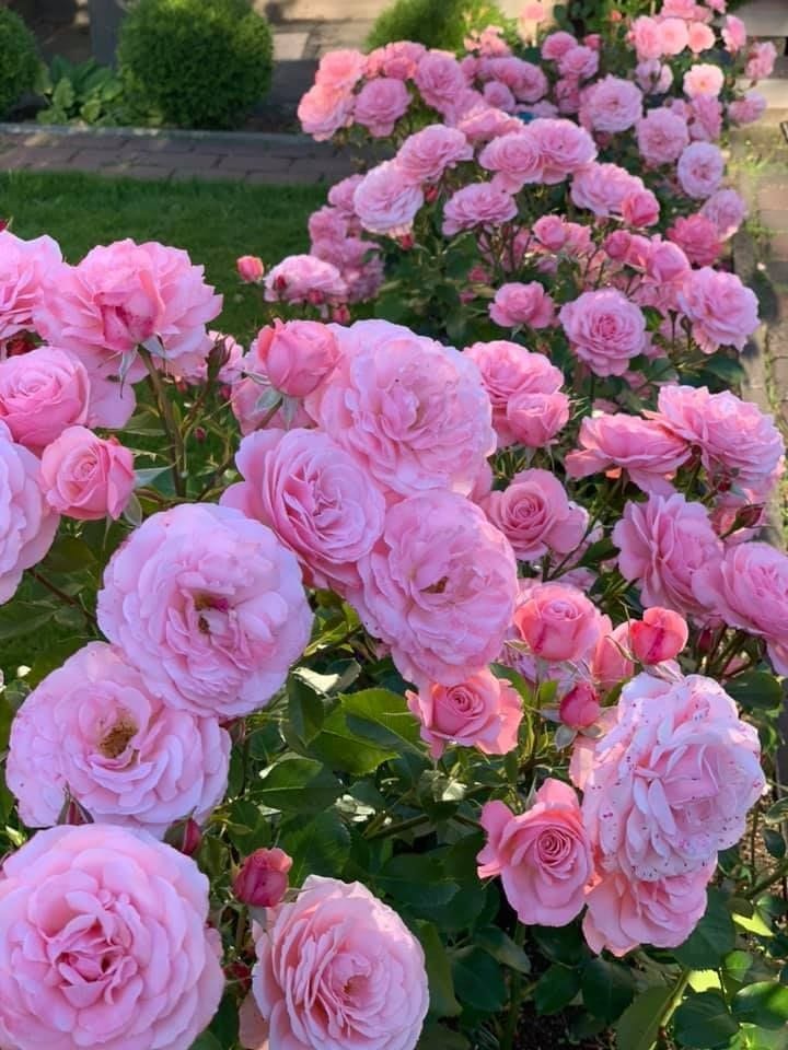 Hybrid Rose Flower Plant | Dwarf and Hybrid Plants