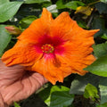 Hybrid Hibiscus Flower Plant | Dwarf and Hybrid Plants