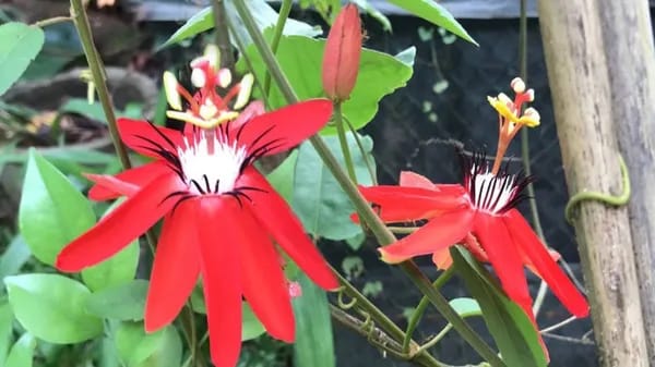 PASSION FLOWER RED