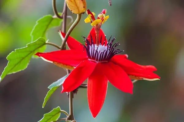 PASSION FLOWER RED