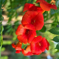 RED TECOMA