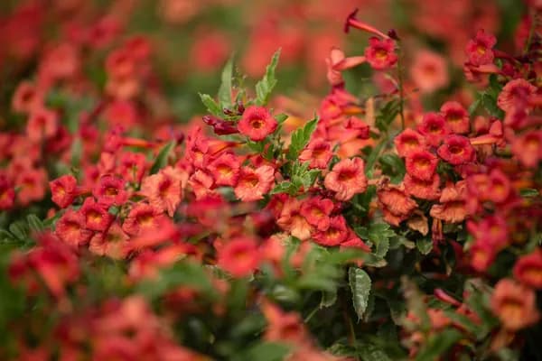 RED TECOMA