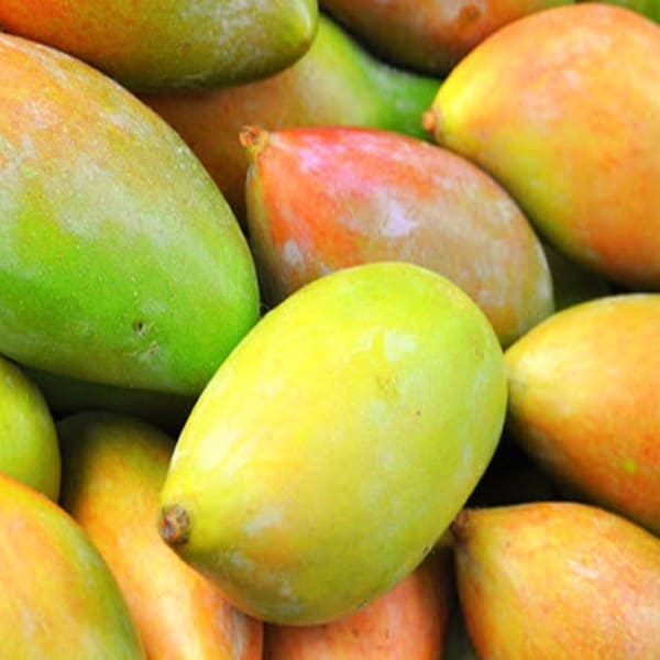 Totapuri Mango Plant | Dwarf and Hybrid Plants