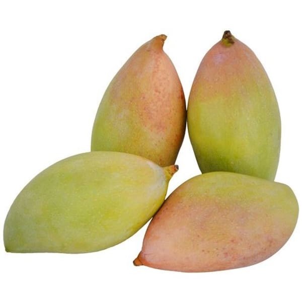 Totapuri Mango Plant | Dwarf and Hybrid Plants