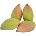 Totapuri Mango Plant | Dwarf and Hybrid Plants